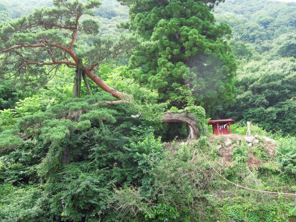 特徴ある松の木