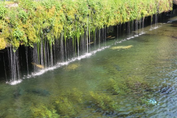 忍野八海(6)：中池の湧水