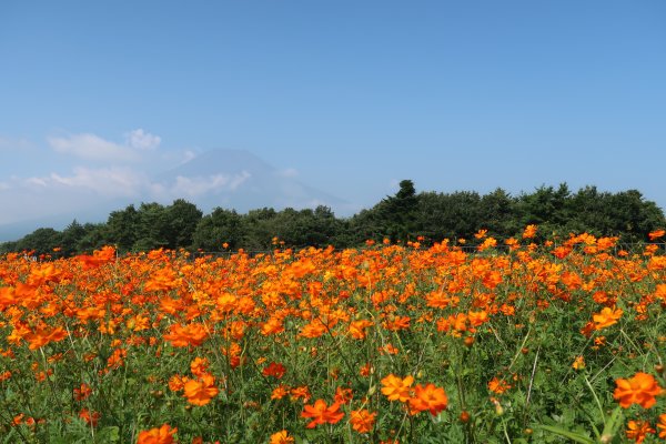 花の都公園(3)