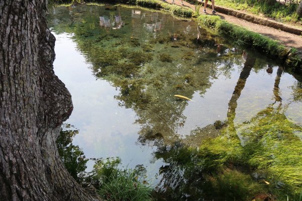 忍野八海(2)：湧池