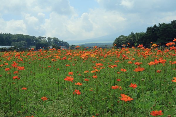 花庵(2)