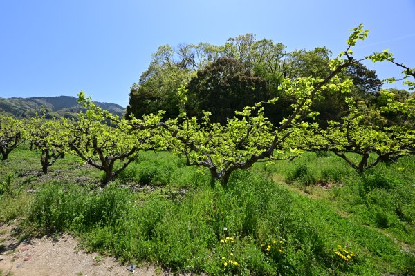 燈籠山古墳