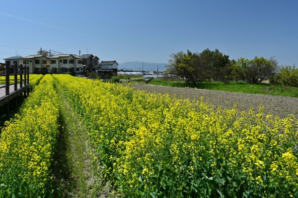 山の辺の道(15)