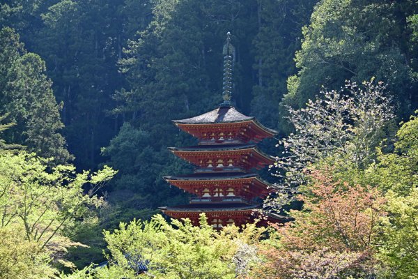 長谷寺(11)：本堂からの五重塔