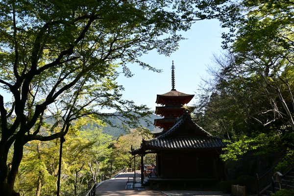 長谷寺(13)：境内から豪重の塔を