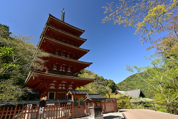 長谷寺(14)：五重塔