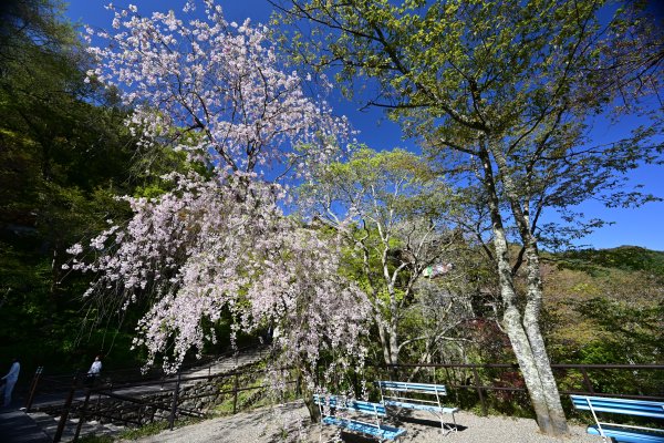 長谷寺(15)：境内の桜