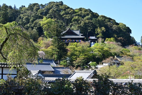 長谷寺(19)：本坊からの谷と本堂