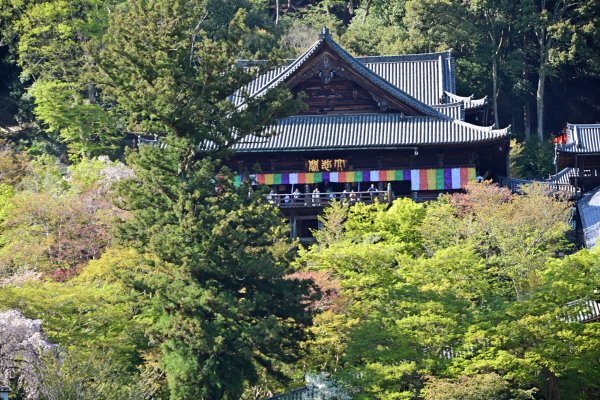 長谷寺(20)：本坊からの本堂