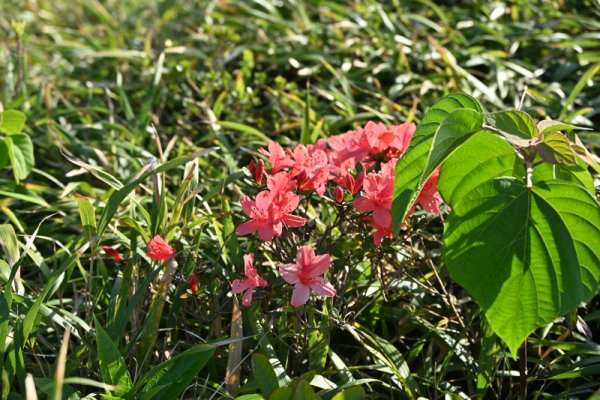 宮古崎(10)：タイワンヤマツツジ