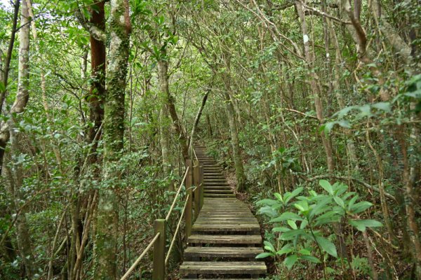 湯湾岳登山(2)