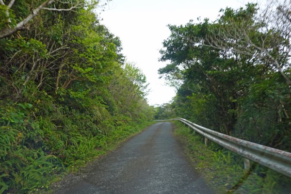 湯湾岳への道(2)