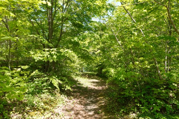 大沼公園散策路：大島の道