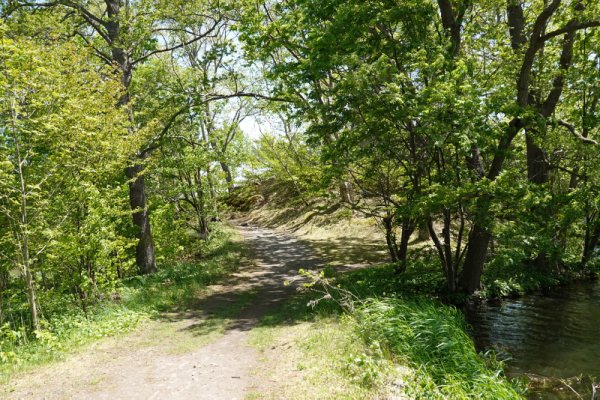 大沼公園散策路：林の道