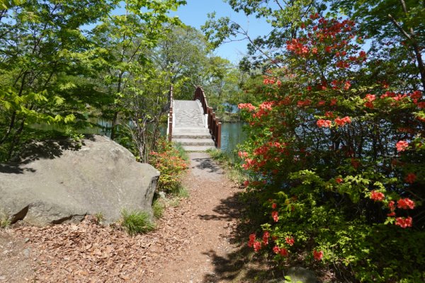 大沼公園散策路：公魚橋