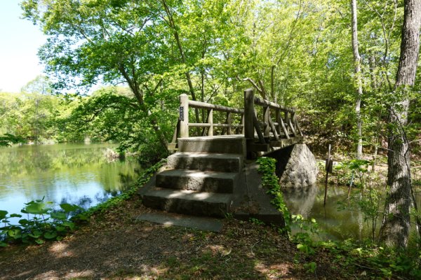 大沼公園散策路：石楠花橋