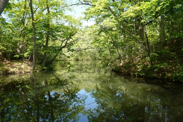 大沼公園散策路：森の中の湖面