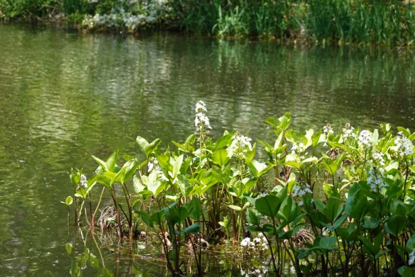 大沼公園散策路：ミツガシワ