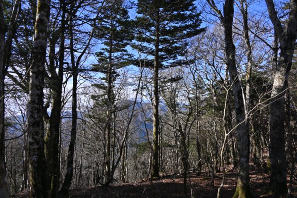 今倉山～西峰(1)