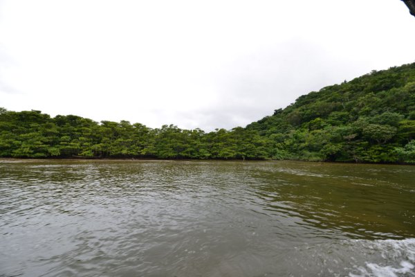 西表島(9)：仲間川