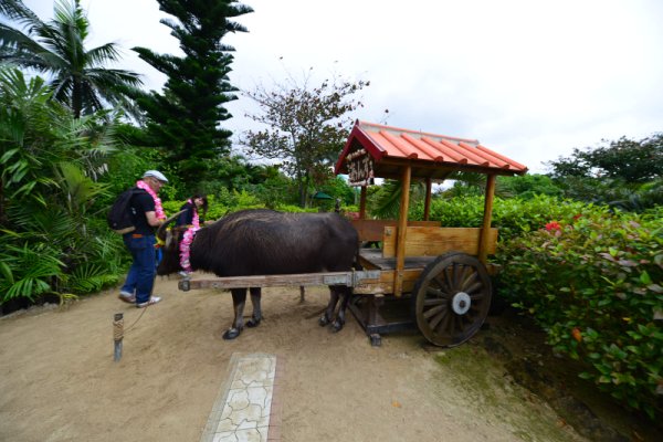 由布島(4)：あんず