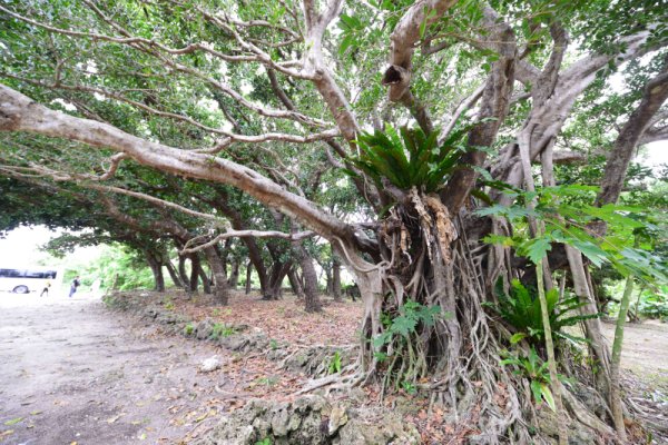 竹富島(4)：皆治浜のガジュマル