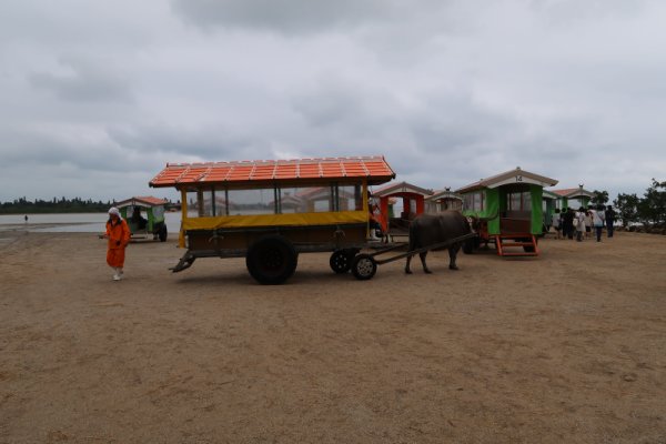 由布島(2)：牛車