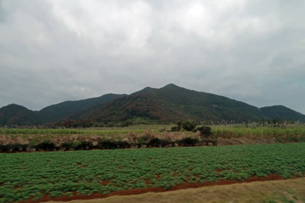 徳之島の山