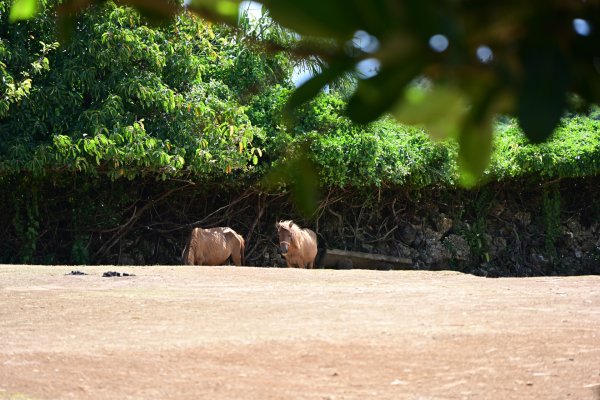 クバカ城址(2)