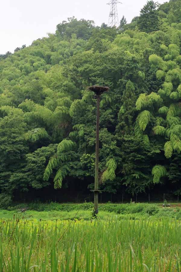 コウノトリの巣