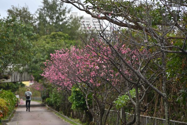 漫湖公園(3)