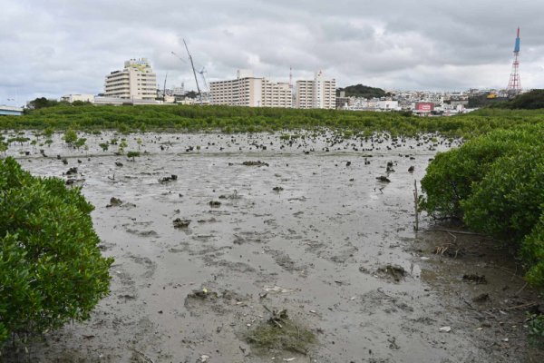 漫湖水鳥・湿原センター(3)