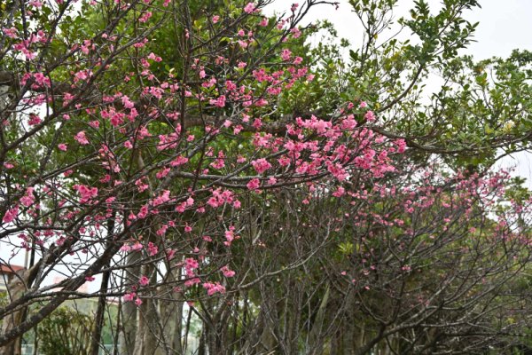 漫湖公園(5)