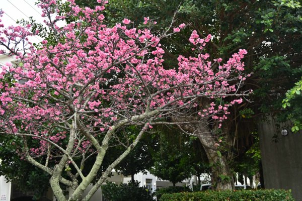 対馬丸記念館の桜