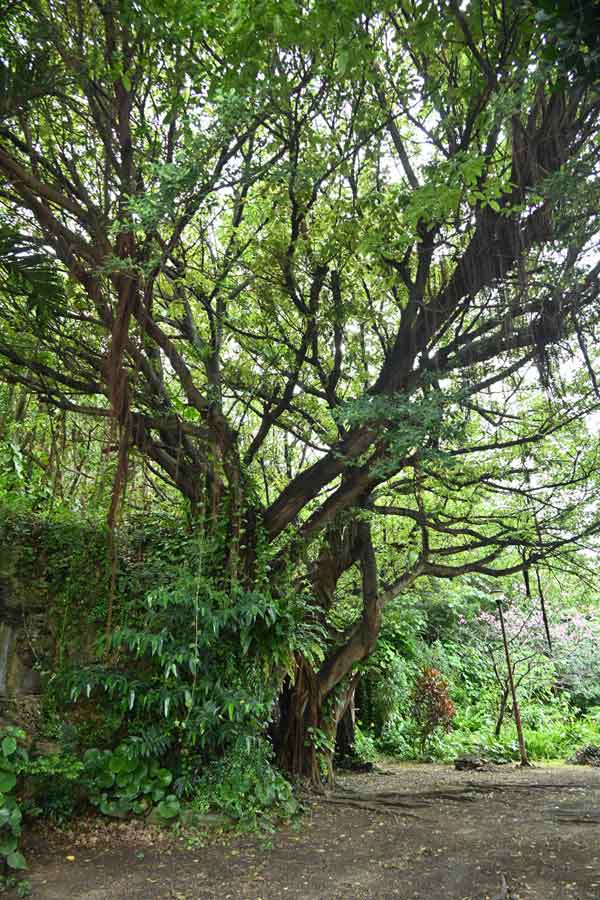 対馬丸記念館のガジュマル