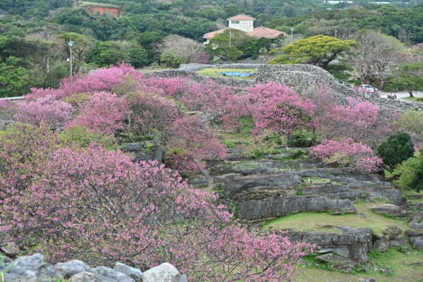 今帰仁城跡(7)：桜の名所