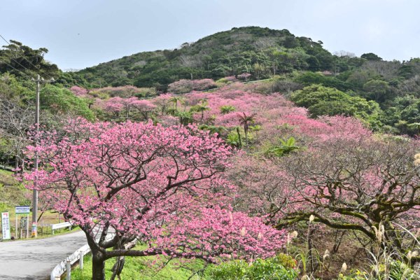 八重岳(4)：登山道の下から