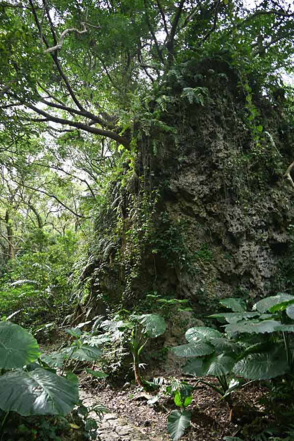 斎場御嶽(12)：琉球石灰岩