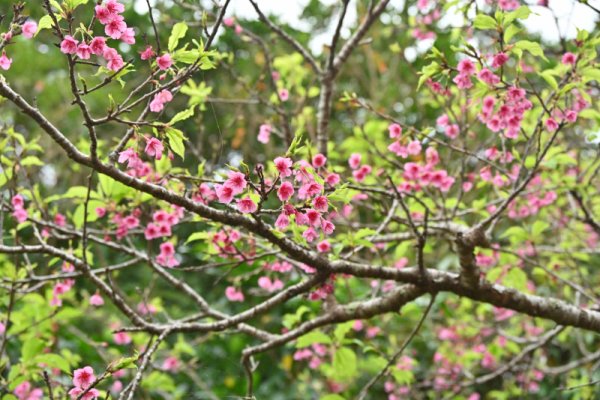 八重瀬公園(3)：寒緋桜