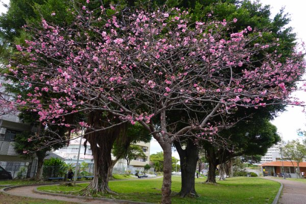 緑が丘公園(1)