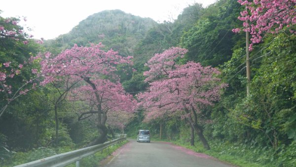 八重岳(1)：登山道