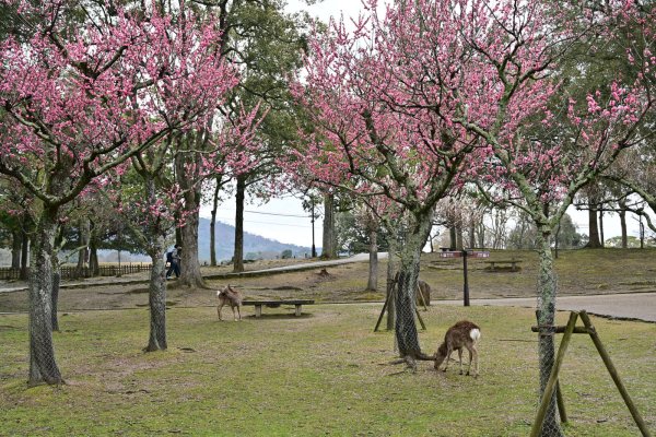 奈良公園(2)