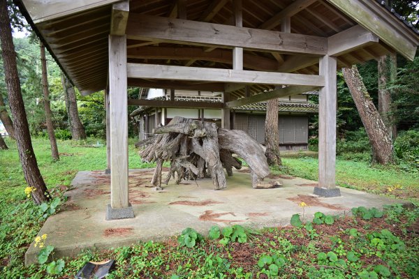 春日神社(2)