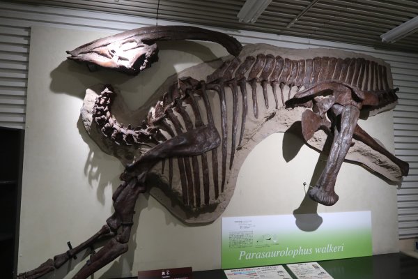 北海道大学総合博物館(5)：鳥類恐竜