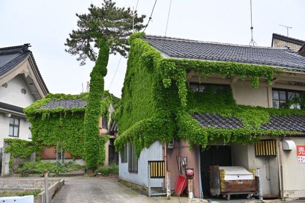 つたに覆われた家と木