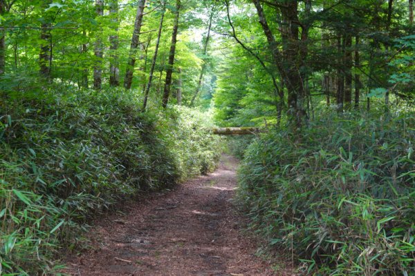 精進口登山道二合目：1538m