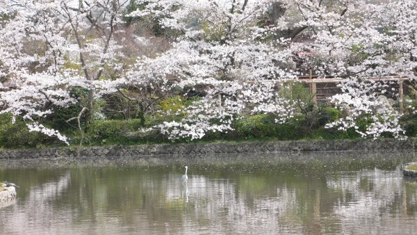 鶴ヶ丘八幡宮(1)