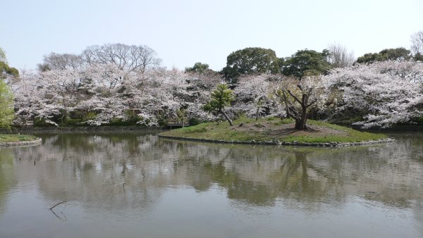 鶴ヶ丘八幡宮(2)