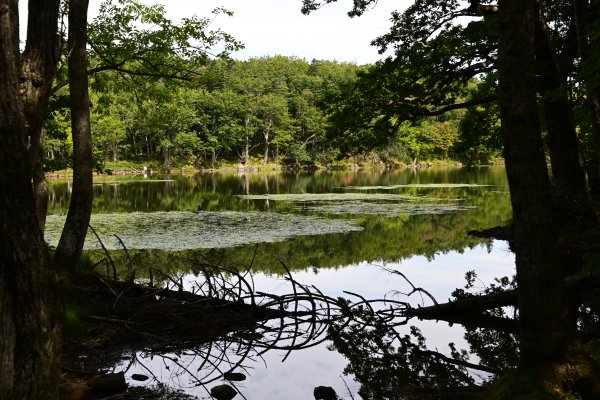 知床四湖(1)