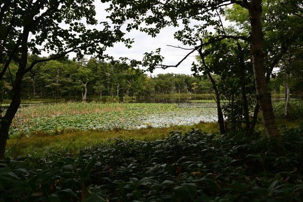 知床三湖(9)